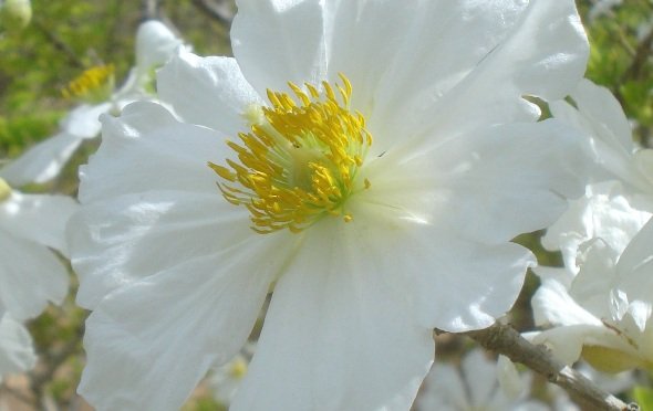 Xylotheca tettensis flower